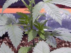 Opium Paradise seeds (3)