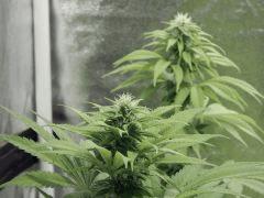 Paradise Seeds Opium Flo (5)