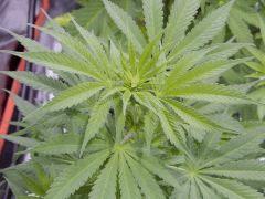 Opium Paradise seeds As (7)