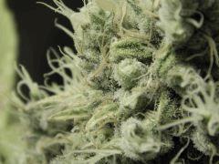 Paradise Seeds Opium Flo 60 (12)