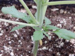 Opium Paradise Seeds taille (2)