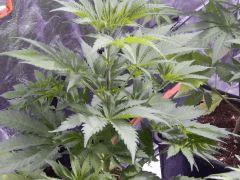 Opium Paradise Seeds rempot (14)