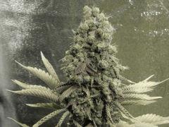 Paradise Seeds Opium  (5)
