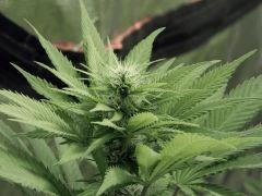 Paradise Seeds Opium Flo (4)