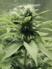 Paradise Seeds Opium Flo (11)