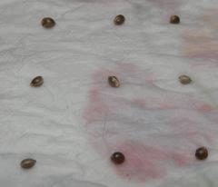 seed