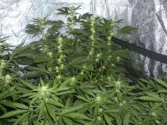 White snake (karmagenetics)