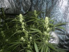 Amnesia corecut