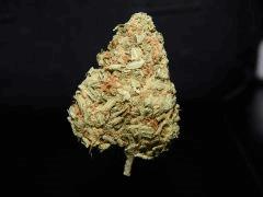 Tangie Dream The Balloon (2)