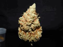 Amnésia 1ehulp (2)
