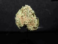 East Cost Sour Diesel 1ehulp (1)