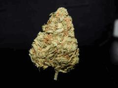 Tangie Dream The Balloon (1)