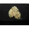 East Cost Sour Diesel 1ehulp (2)
