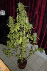 Mazar X Great White Shark