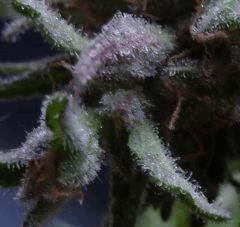 Mazar X Great White Shark