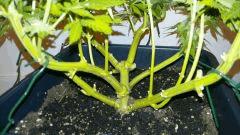 8 ball kush palissé