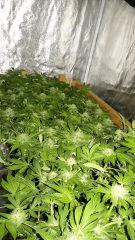 Mon scrog
