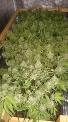 Scrog
