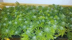 Mon scrog