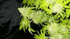 Un bud