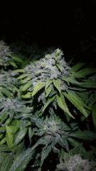 Bud