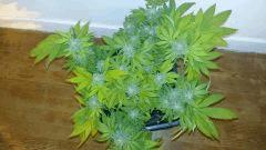 8 ball kush palissé