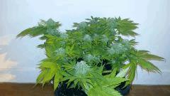 8 ball kush palissé
