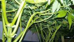 Mon scrog