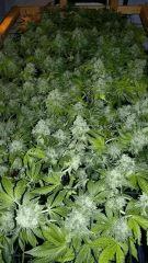 Mon scrog