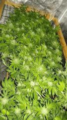 Mon scrog