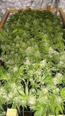 Mon scrog