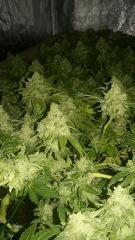 Bud scrog