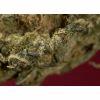 Katsu: Orange bud