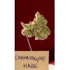 Club media: Champagne Haze
