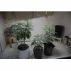 Cannabis Collège