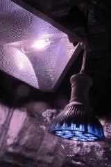 IMG 4442