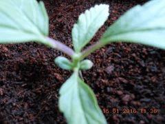 DSCN0093