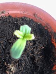 3eme jours En Pot