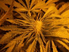 DSCN0098