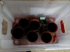 mise En pots