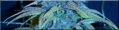 Flo 60 congo Bud zoom