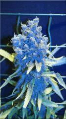 Flo 70  Blueberry B