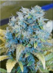 Flo 60 hawaiian wave Bud D