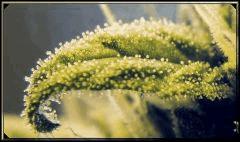 test macro 5 A
