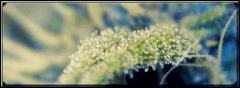 test macro 6 A