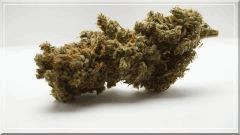 C99 (female seeds curing +60
