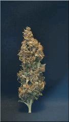 Flo +84  Cut La Congo Bud A