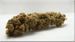 Tangie (reserva privada) curing +60