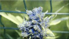 Flo 70  Blueberry A