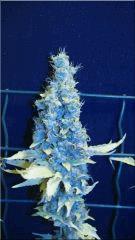 Flo 70  Sativa Des rois B